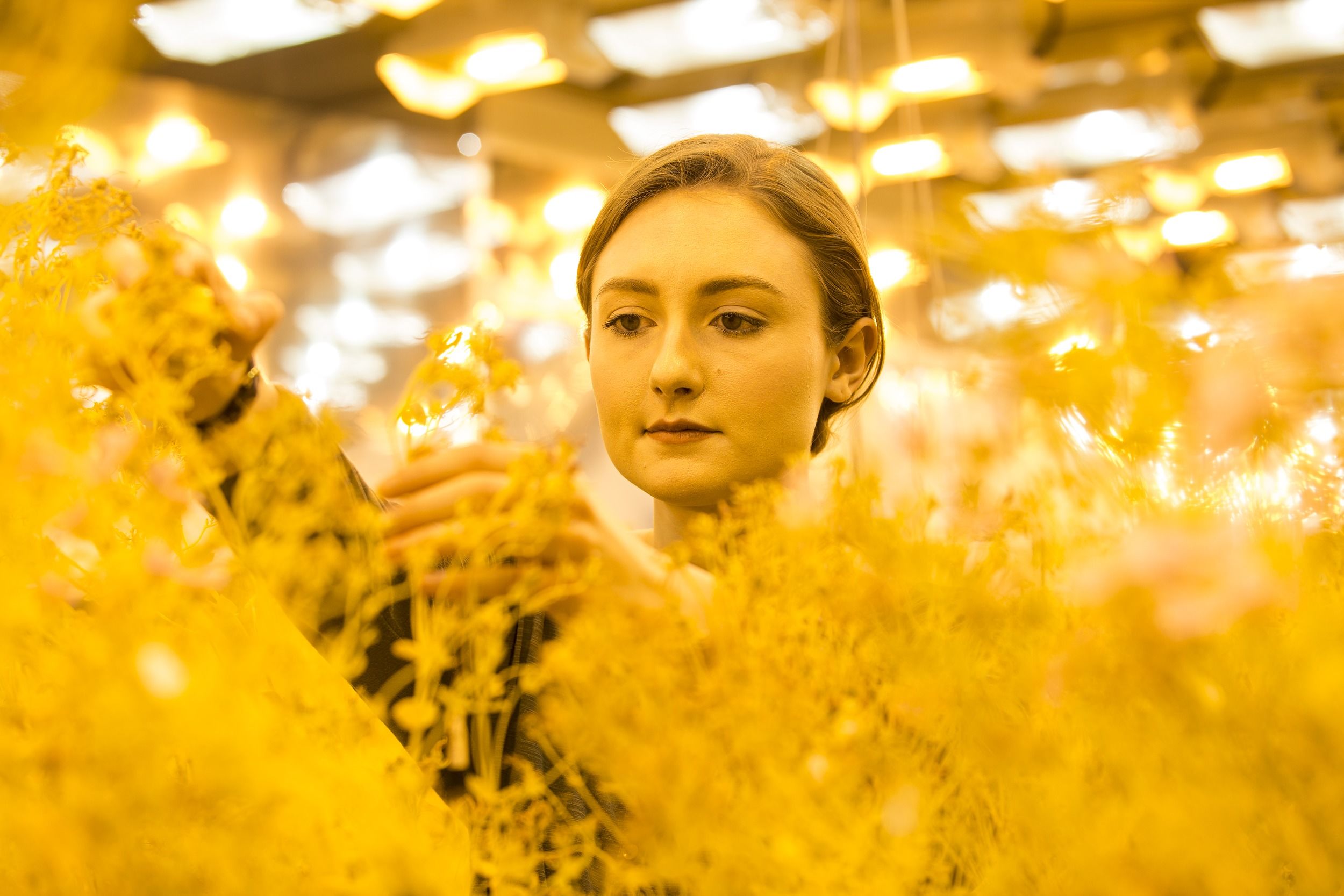 A student in a brightly lit lab surrounded by golden flowers