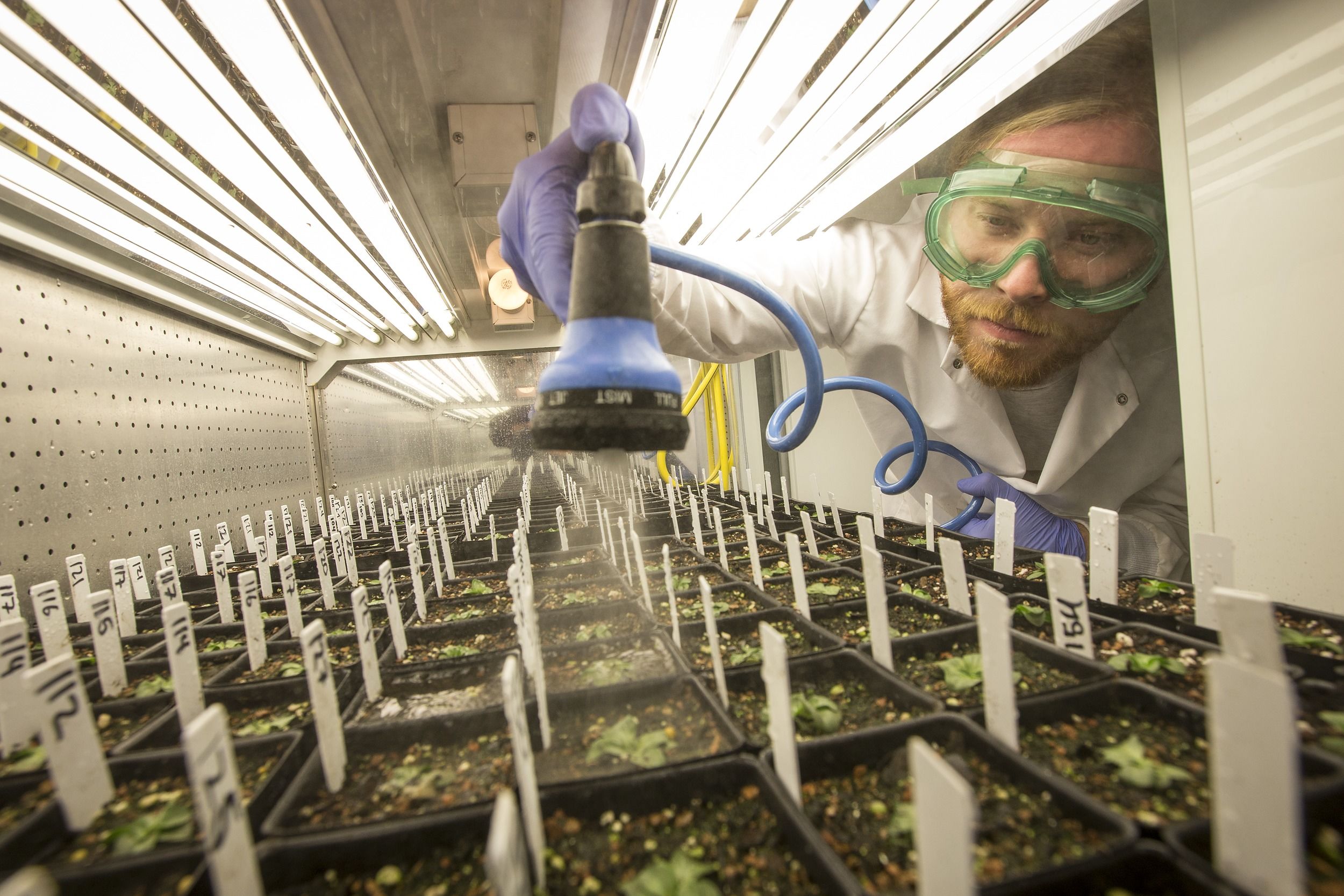 A student mists budding plants in the Plant Biology lab