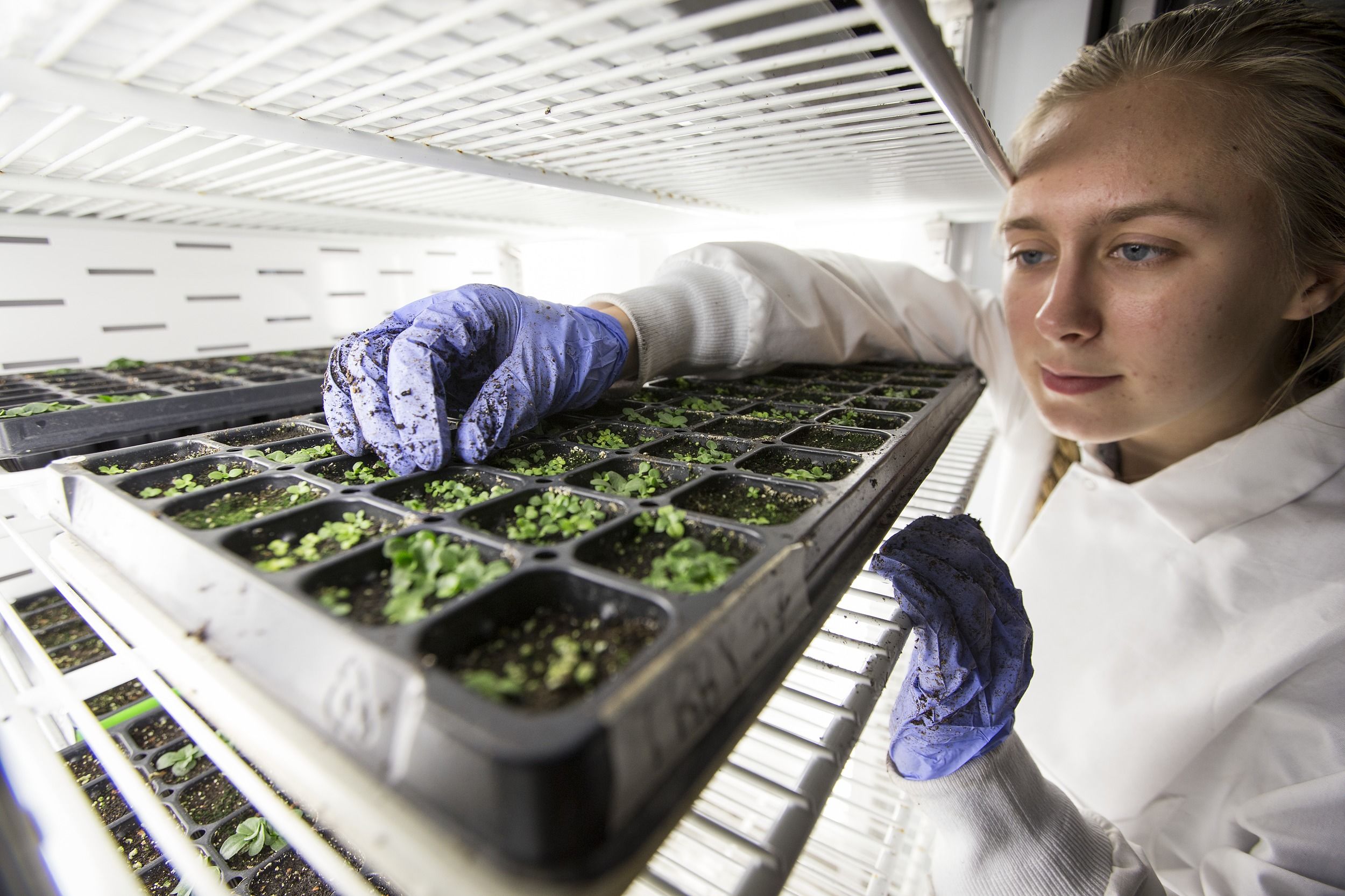 A student looks after budding plants in the Plant Biology lab