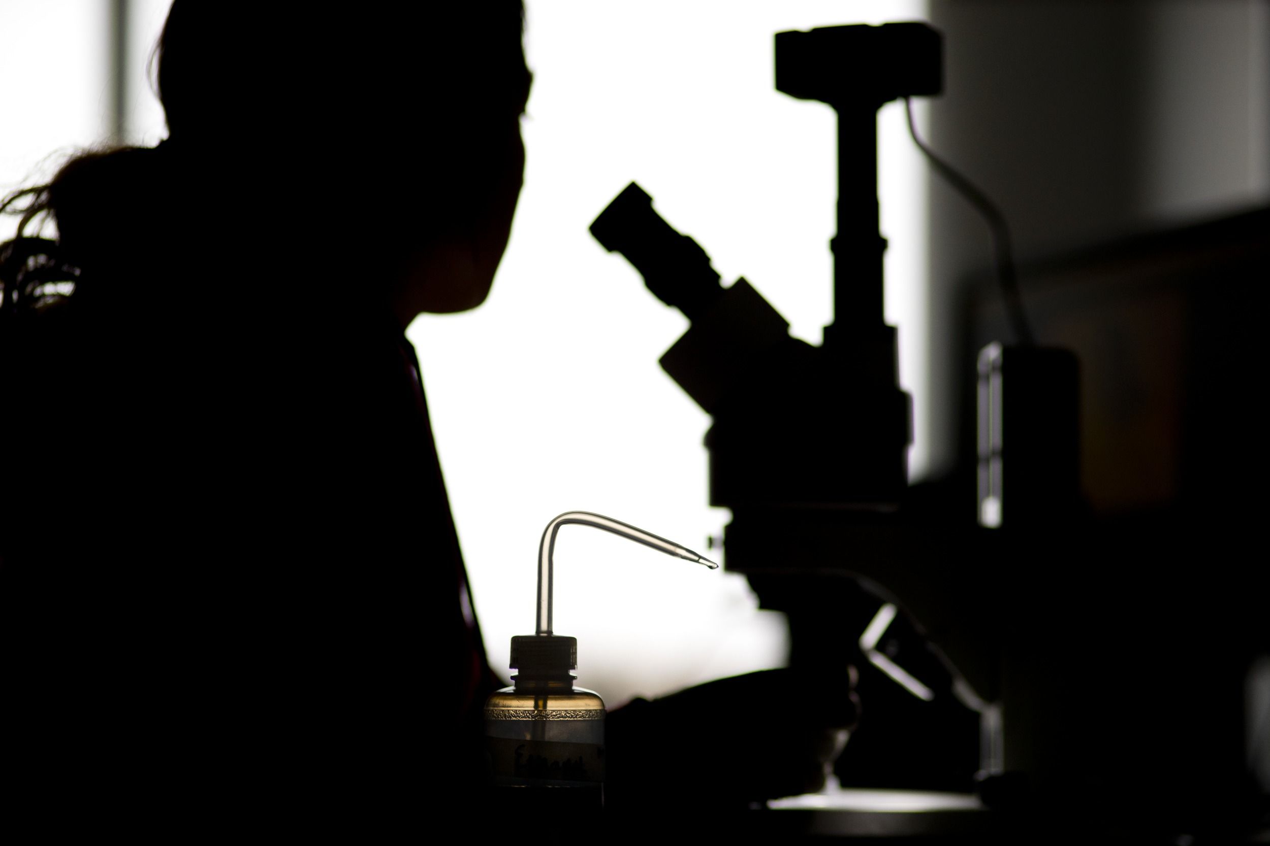 Silhouette of a student looking into a microscope