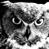 Black and white photograph of Stella the Owl 