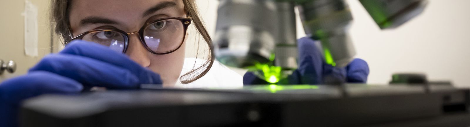 A Temple student wearing glasses and gloves closely examines a slide under a microscope.